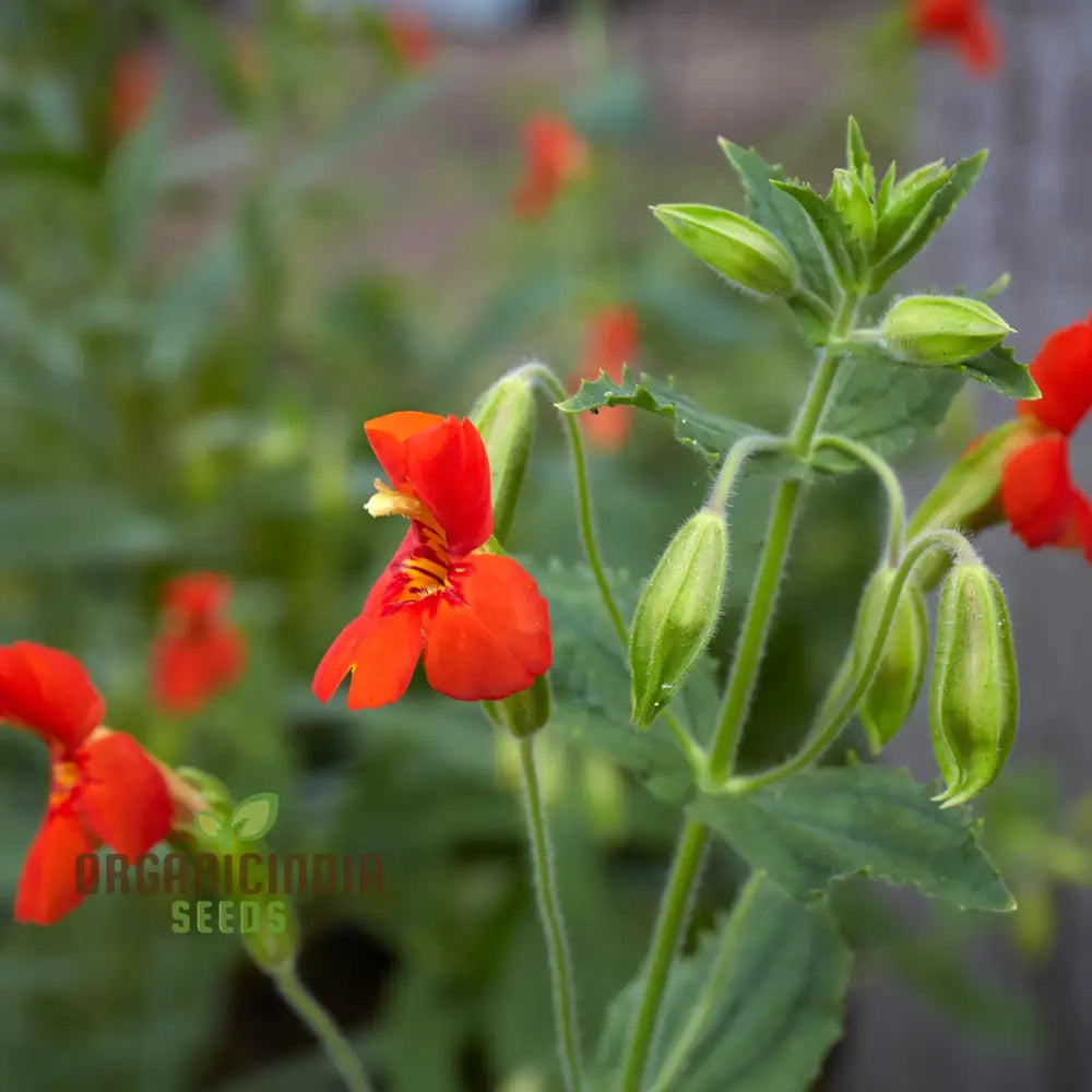 Mimulus Cardinalis Flower Seeds For Planting Premium Vibrant Gardening Ideal Garden Seeds