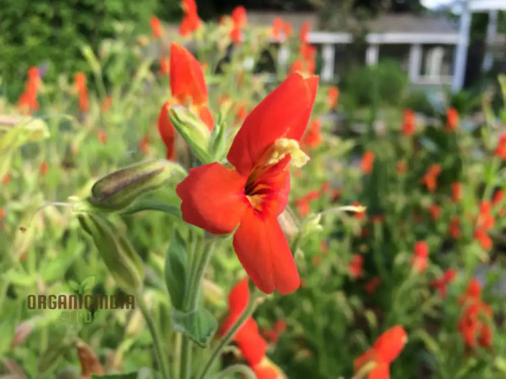 Mimulus Cardinalis Flower Seeds For Planting Premium Vibrant Gardening Ideal Garden Seeds