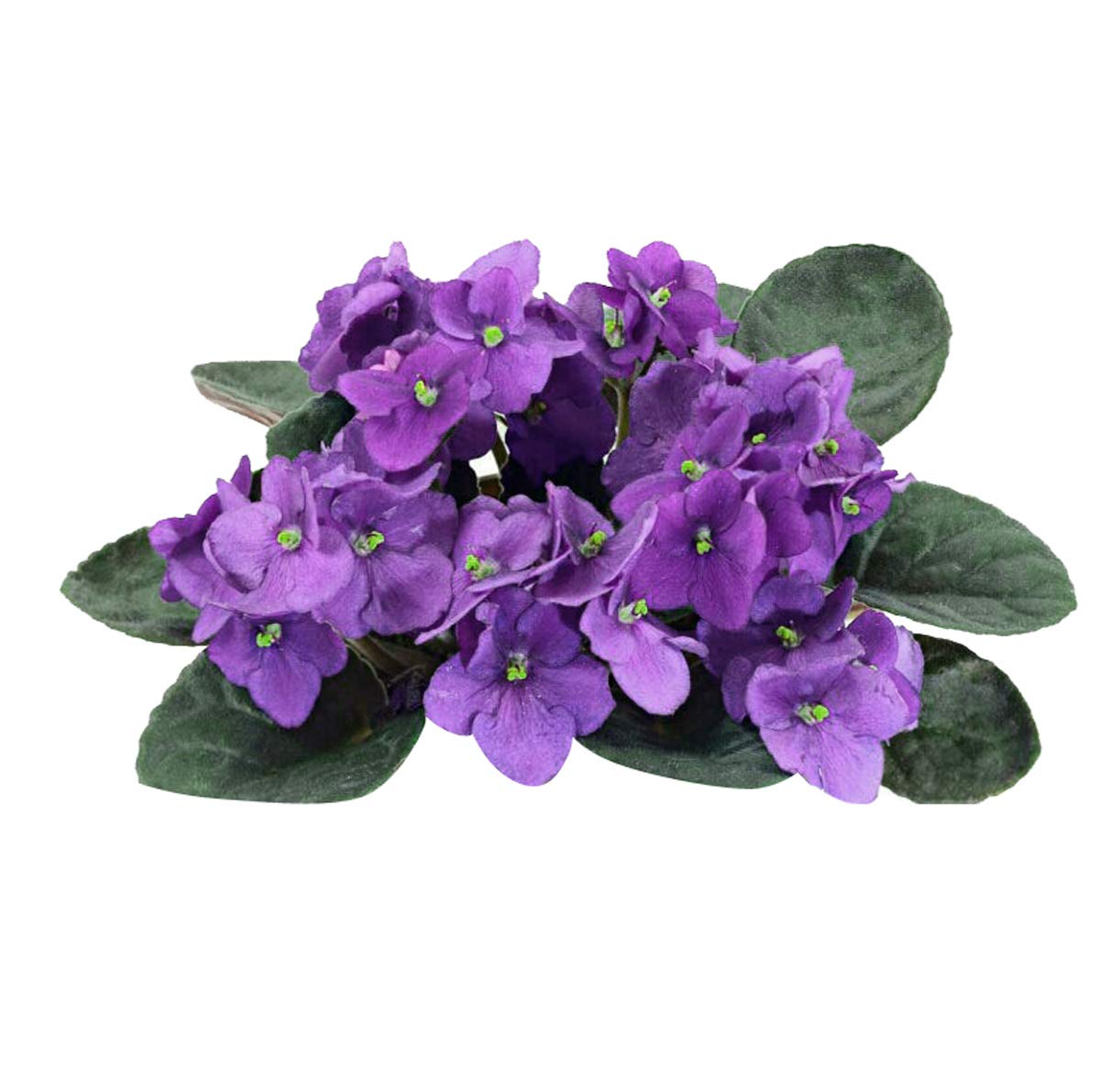 Mini African Violet seeds for planting