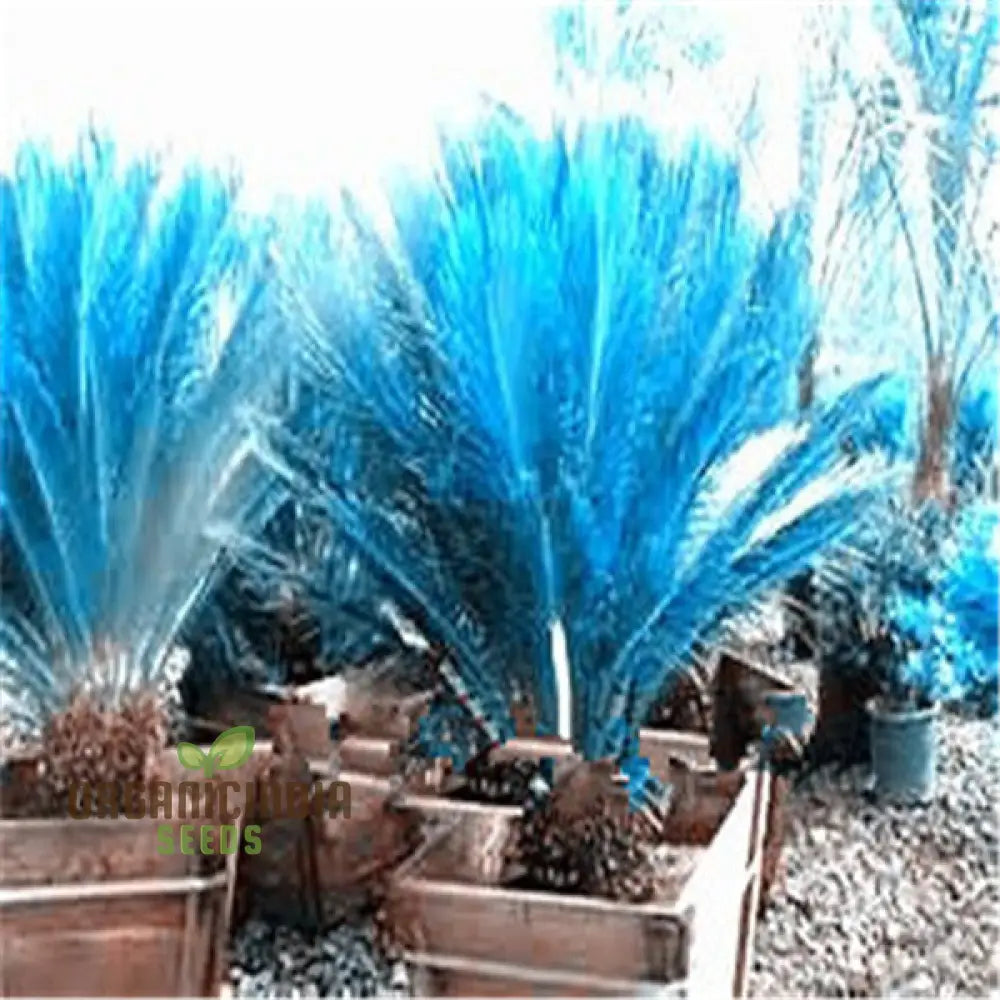 Mini Blue Sago Cycas Revoluta Seeds For Planting 100 Pcs Plant