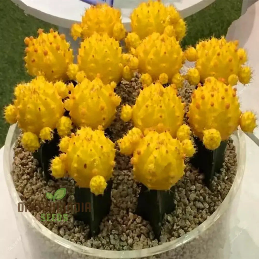 Mini Cactus Bonsai Seeds - Mixed Succulent For Planting 100 Pcs Plant
