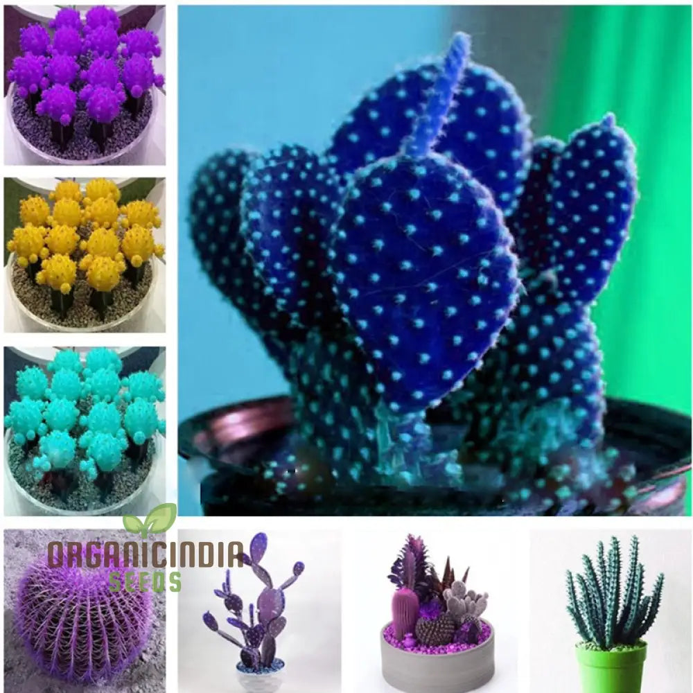Mini Cactus Bonsai Seeds - Mixed Succulent For Planting 100 Pcs Plant