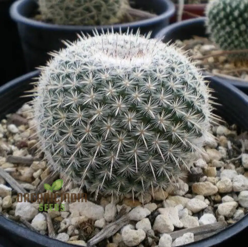 thumbnail image 2 of 800pcs Mix Rare Succulent Seeds For Planting, DIY Bonsai 2 of 12
