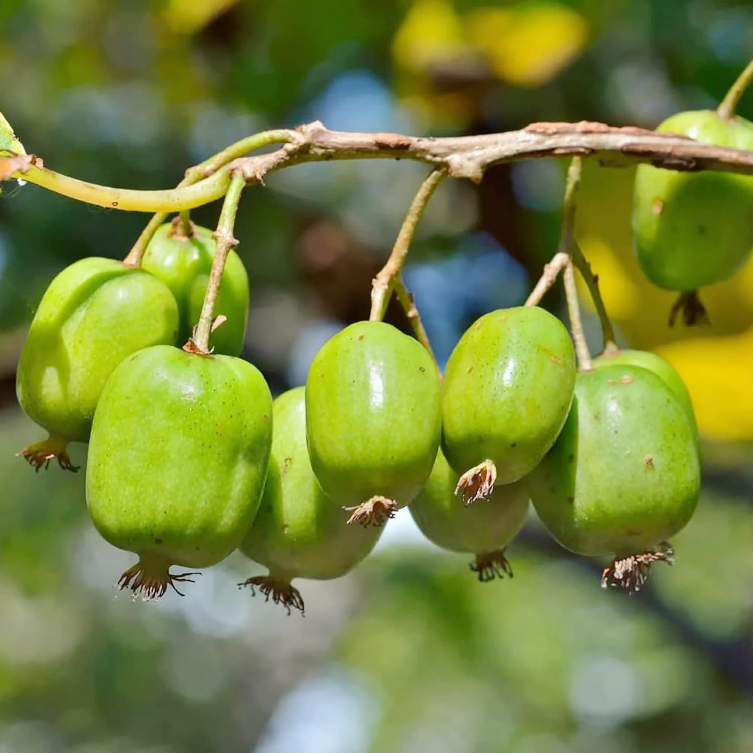 Fresh Mini Kiwi Fruits Growing on Hardy Kiwi Plant
