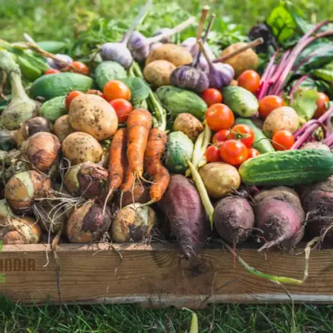 Mini Veg Patch Seeds â€“ Elevate Your Gardening Experience With A Bounty Of Fresh Homegrown