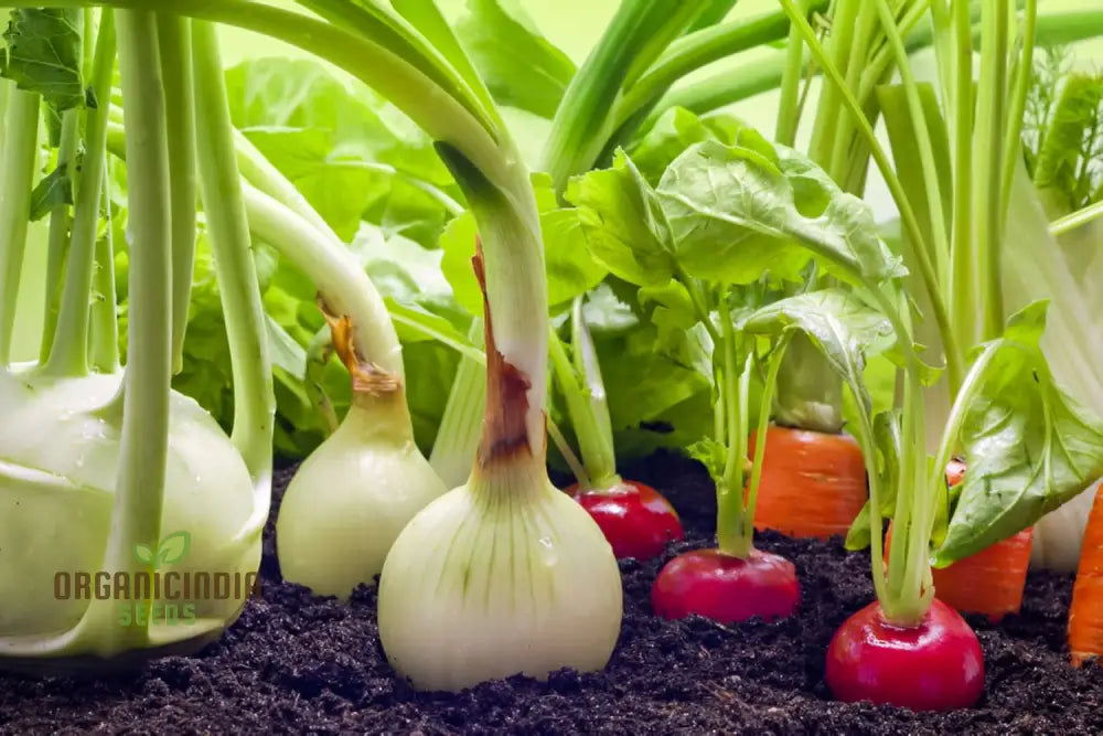Mini Veg Patch Seeds â€“ Elevate Your Gardening Experience With A Bounty Of Fresh Homegrown