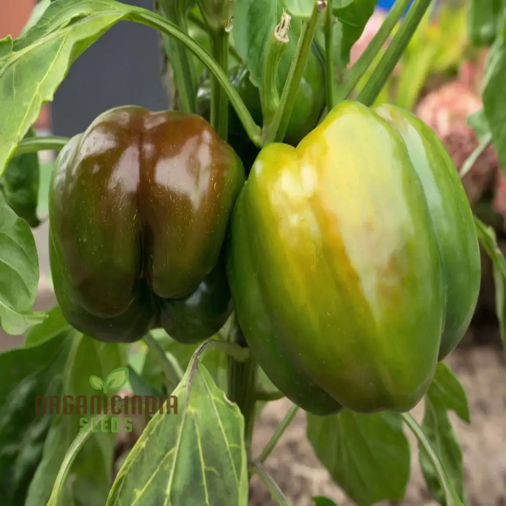 Fresh Miniature Chocolate Bell Peppers from Seeds, Sweet Home Garden Peppers