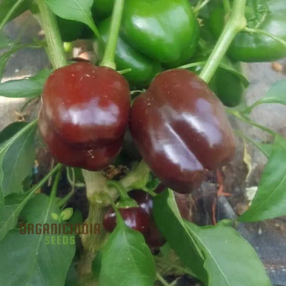 Miniature Chocolate Bell Pepper Seeds for Planting, Home Garden Pepper Seeds