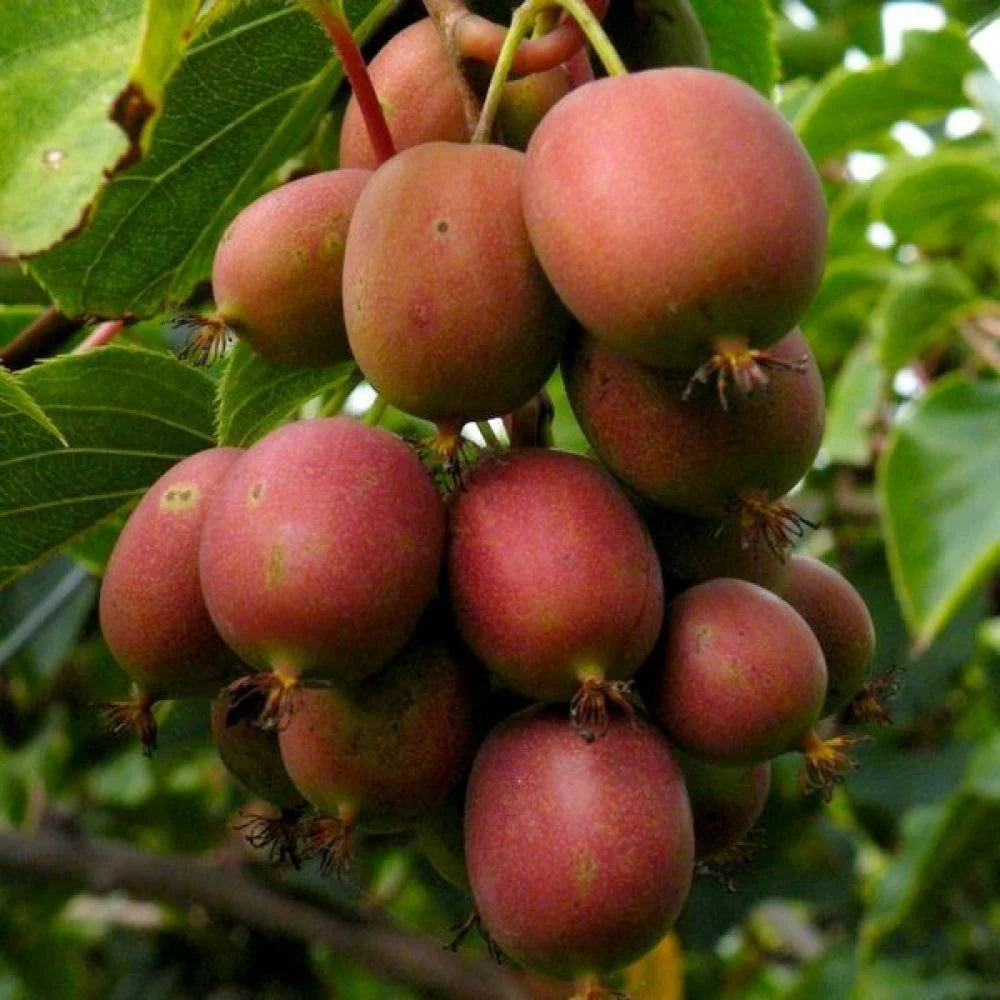 Geneva Kiwi Seeds for Planting – Grow Sweet & Hardy Kiwi Fruits
