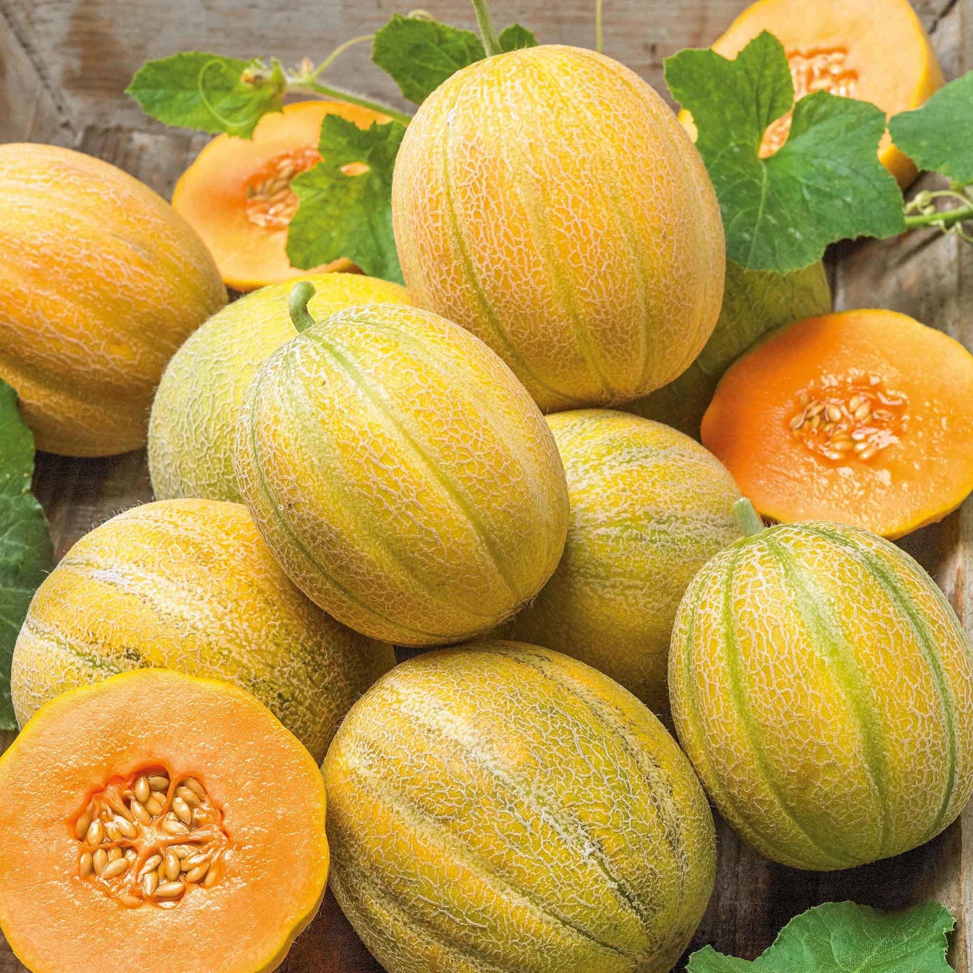 Minnesota Midget Cantaloupe Seeds heirloom variety for planting