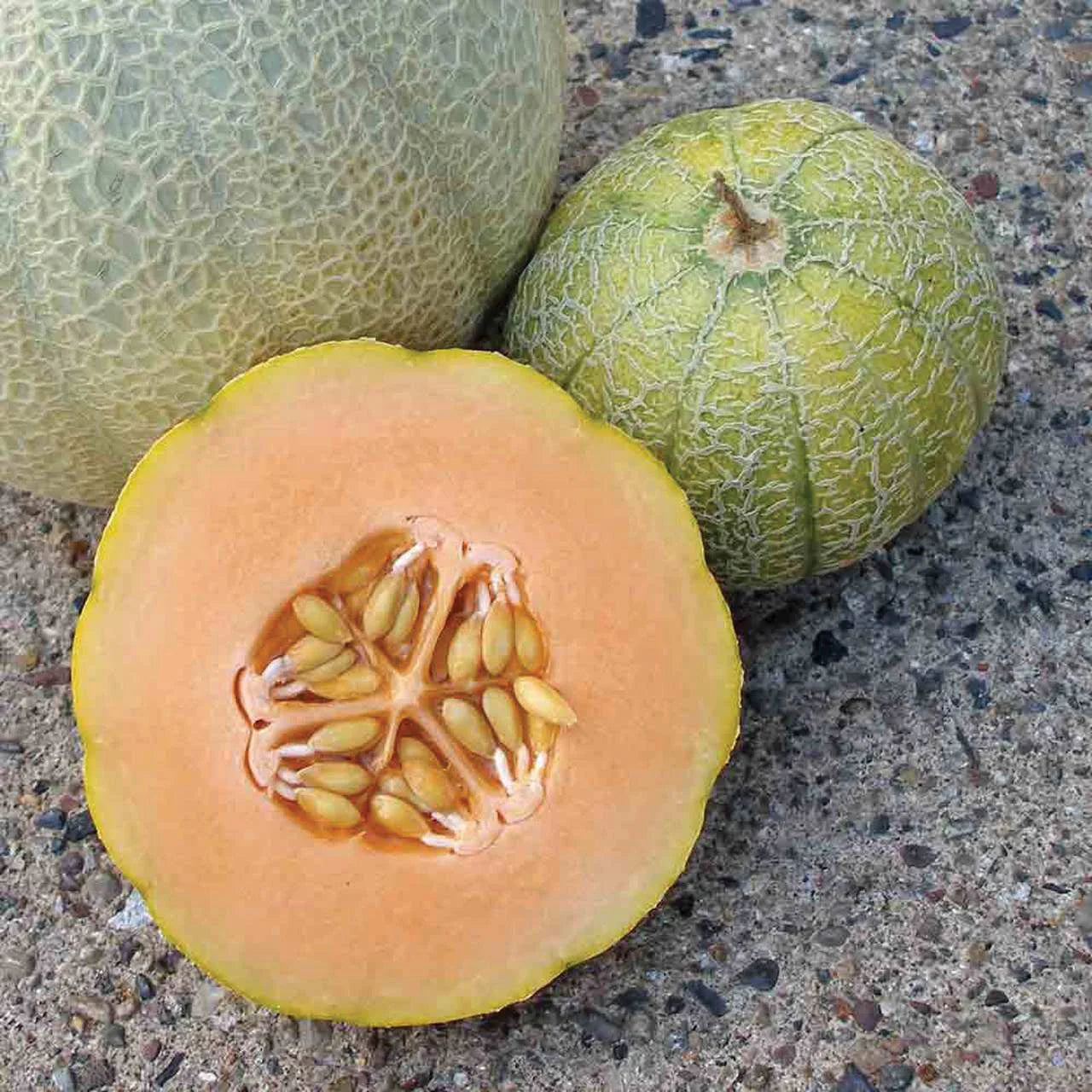 Minnesota Midget melon seeds for planting in home gardens