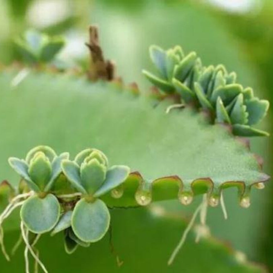 Miracle Leaf Plant Seeds Mother of Thousands Seeds for Planting