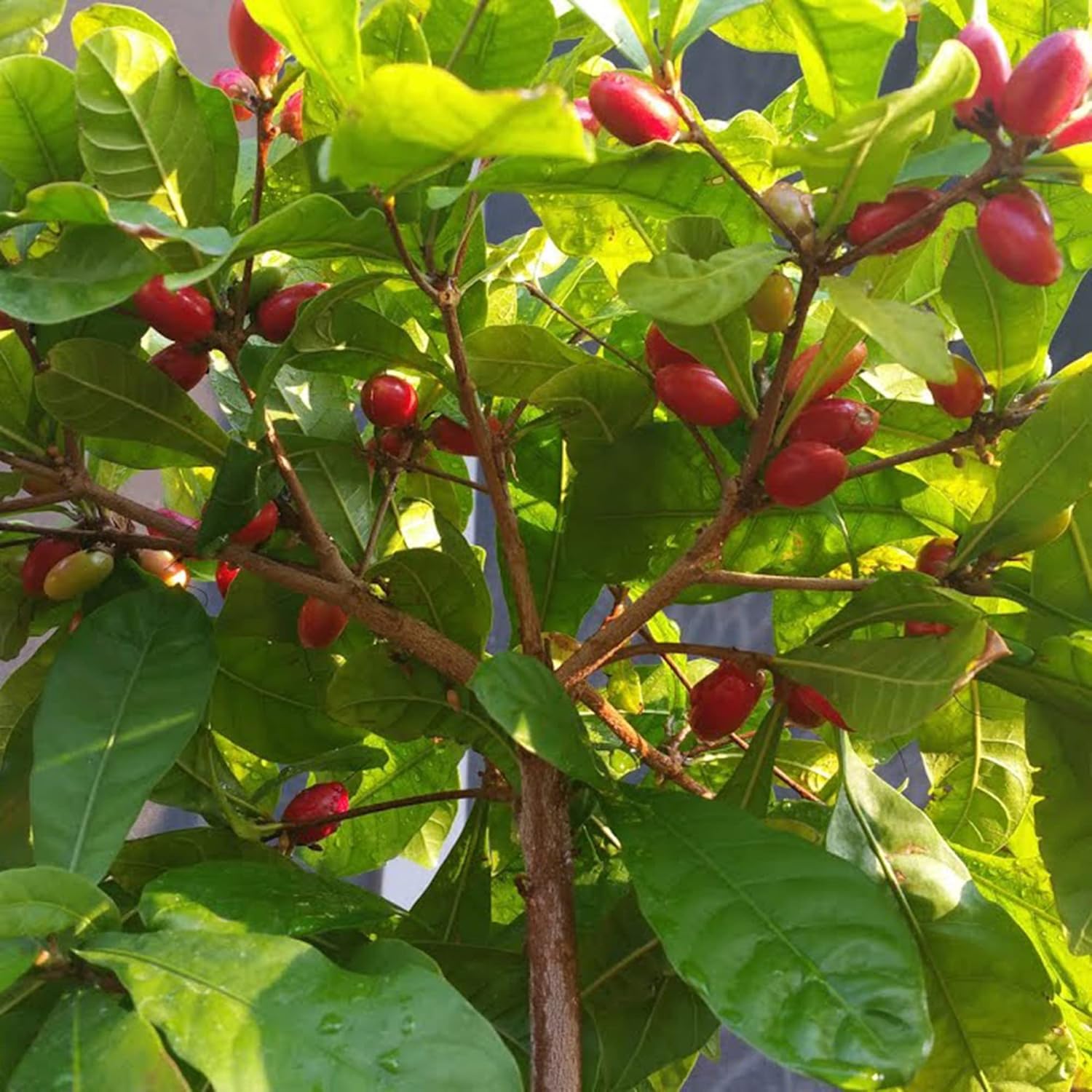 Miracle Berry plant in home garden, organic tropical seeds