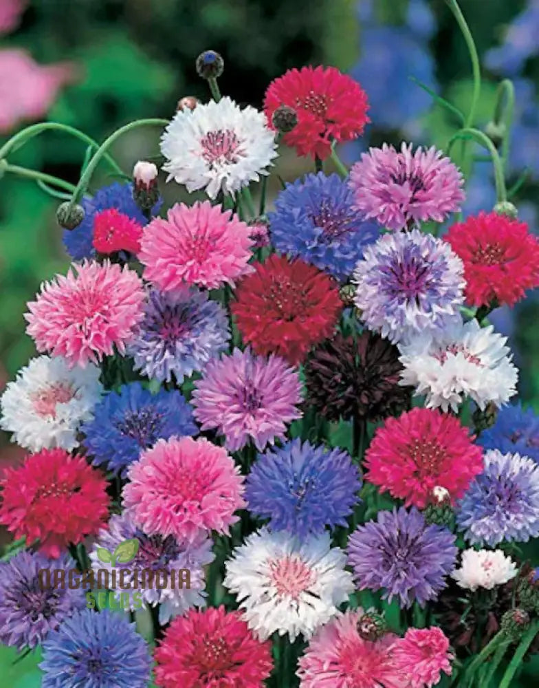 Mixed Bachelorâ€™s Buttons Flower Seeds Enhancing Your Garden With Vibrant Variety And Expert Planting
