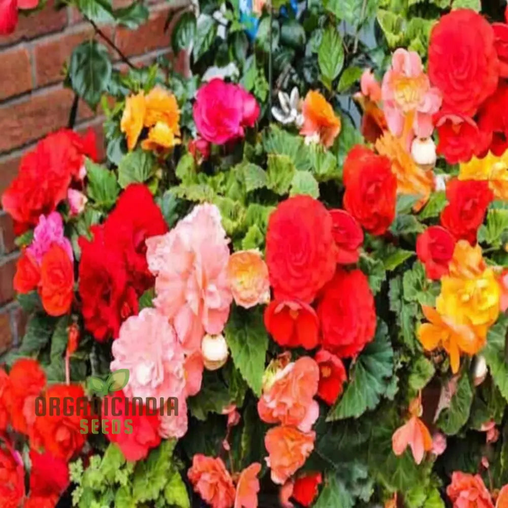Mixed Begonia F1 Garden Seeds for Colorful Seasonal Flowers