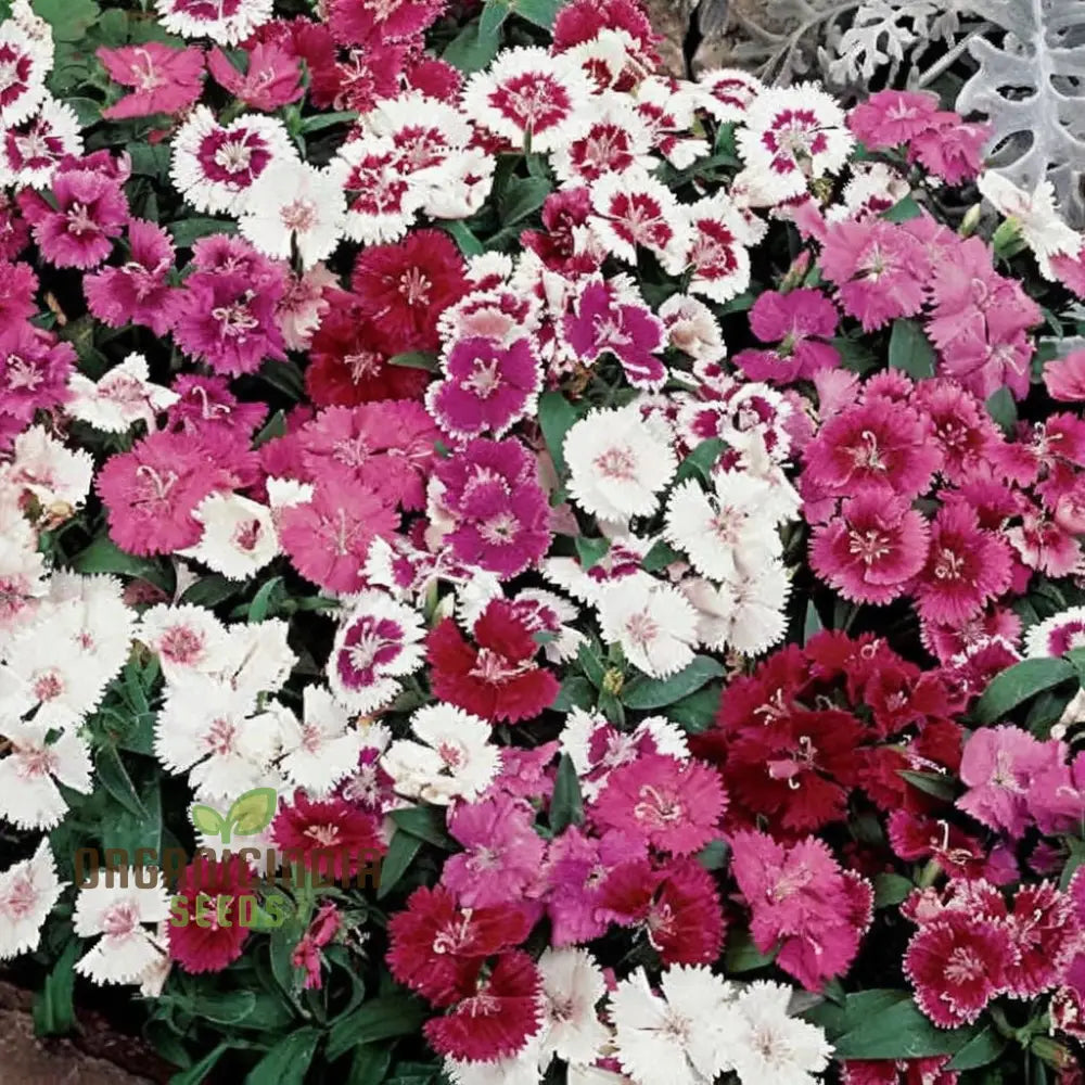 Close-up of mixed-color Baby Doll Dianthus blooms