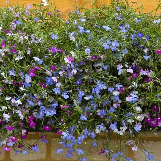 Mixed color Lobelia seeds for containers and borders