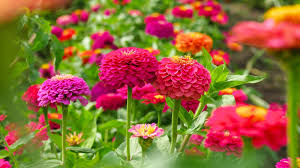 Mixed color Zinnia seeds large broad petal flowers