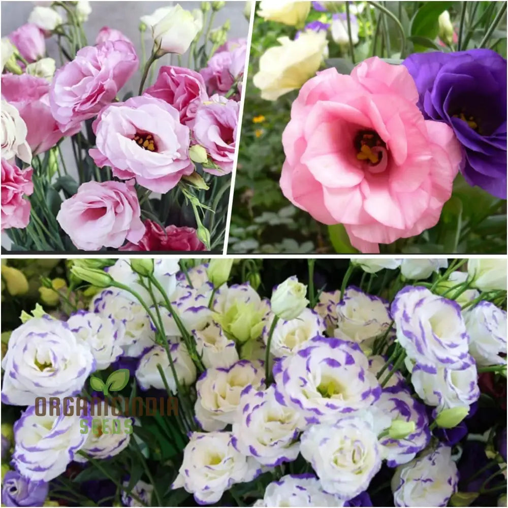 Mixed colour Eustoma seeds for garden planting