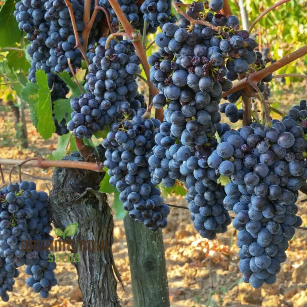 Mixed fruit seedlings growing in pots and containers