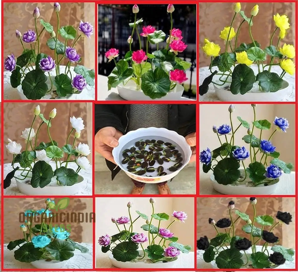 Mixed lotus flower seeds for aquatic garden planting