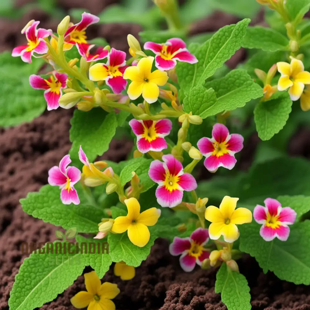 Mixed Mimulus Flower Seeds Assorted Colors For Cheerful Garden Displays - Premium Planting And