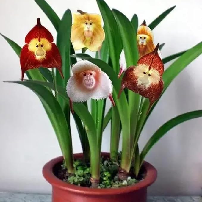 Monkey Orchid flower seeds with exotic blooms