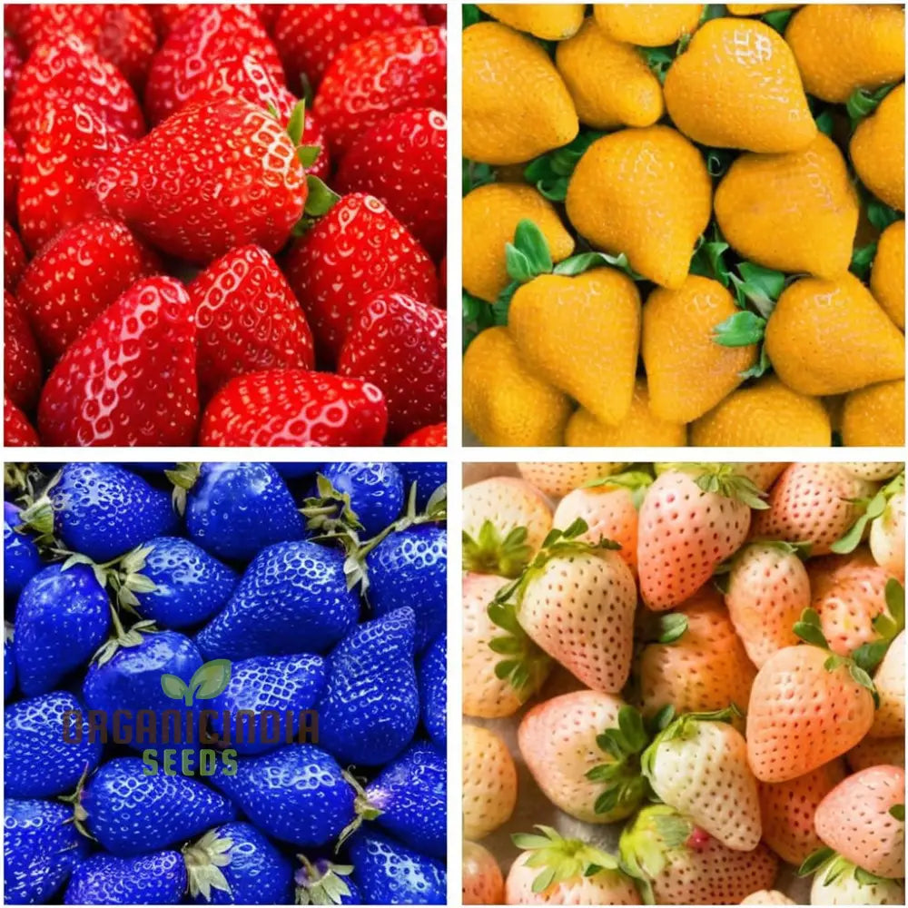 â€™Mixed Strawberry Fruit Seeds Organic Fast-Growing High Yield Perfect For Home Gardens