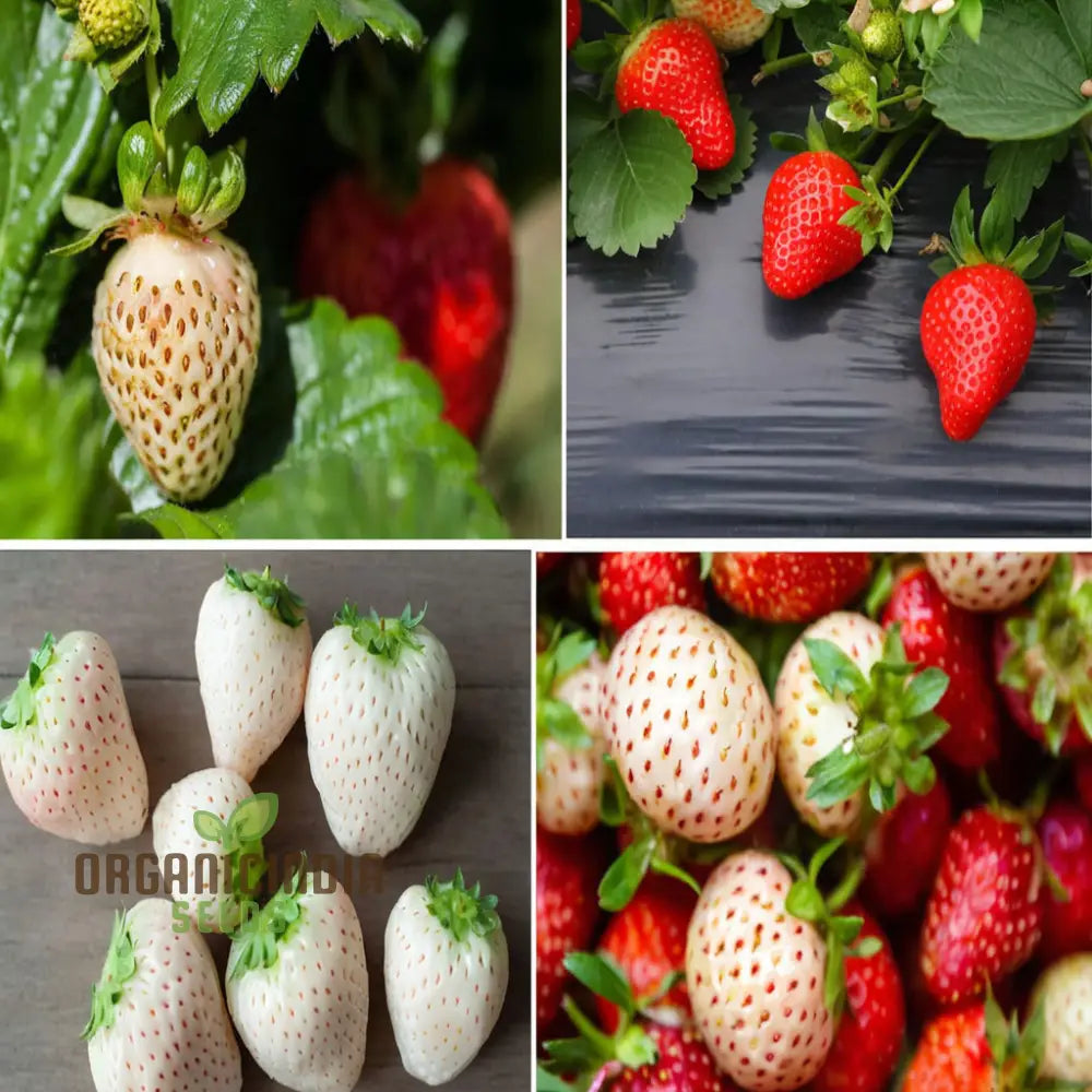 â€™Mixed Strawberry Fruit Seeds Organic Fast-Growing High Yield Perfect For Home Gardens