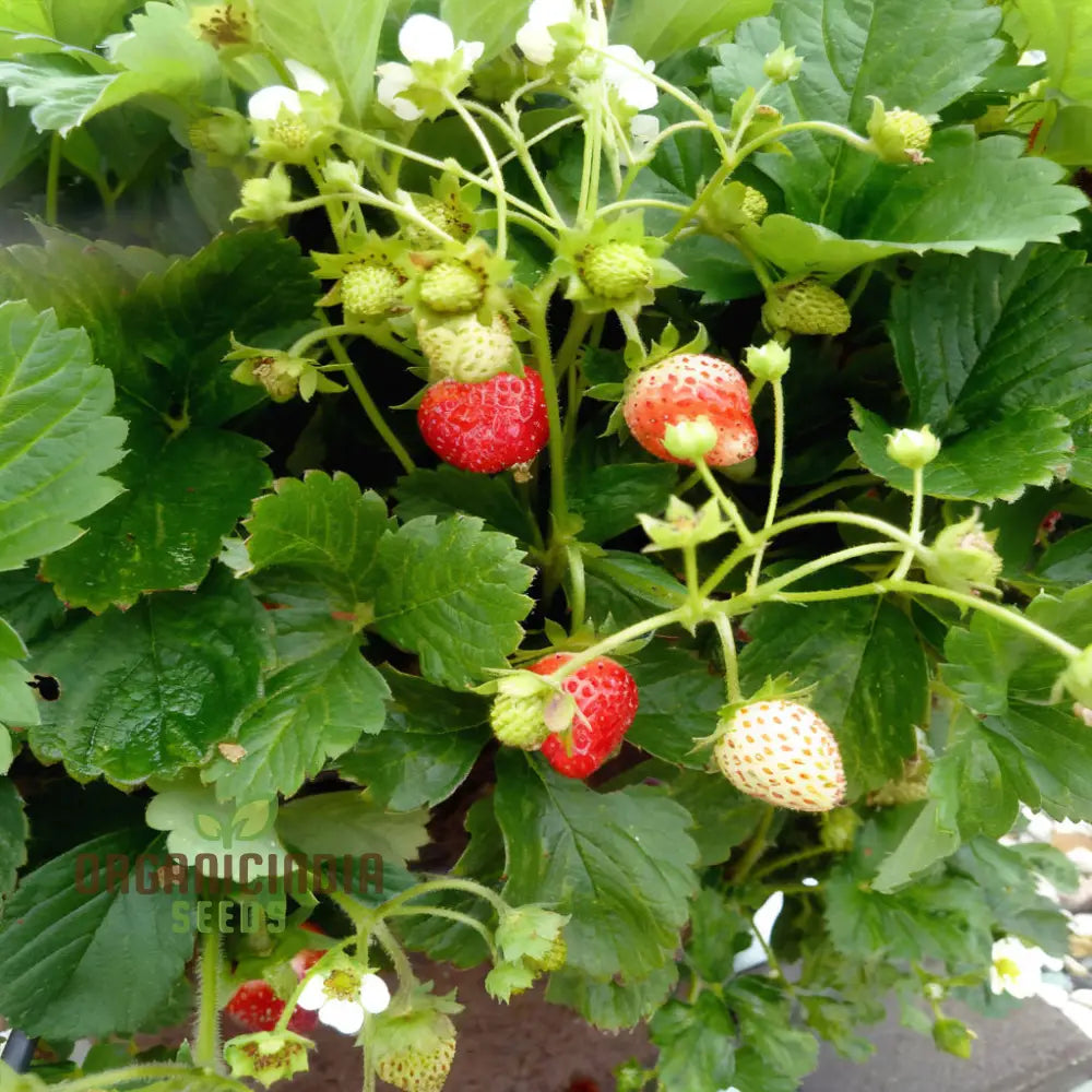 â€™Mixed Strawberry Fruit Seeds Organic Fast-Growing High Yield Perfect For Home Gardens