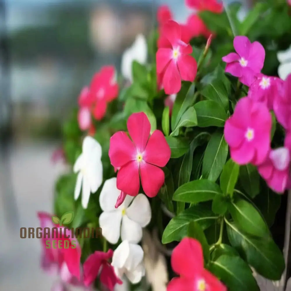 Mixed Vinca blooms in a garden display