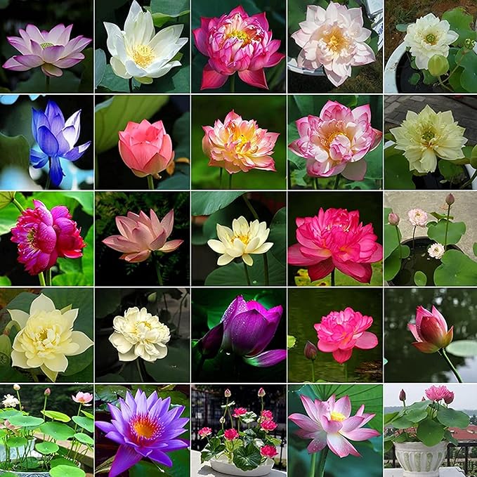 Mixed Bowl Lotus Seeds Collection for Planting