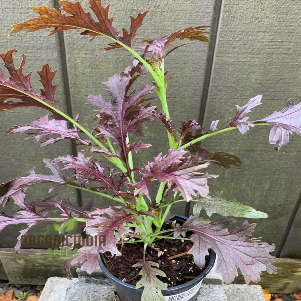Red Empire Mizuna Seeds for Planting, Easy-to-Grow Nutrient-Rich Greens