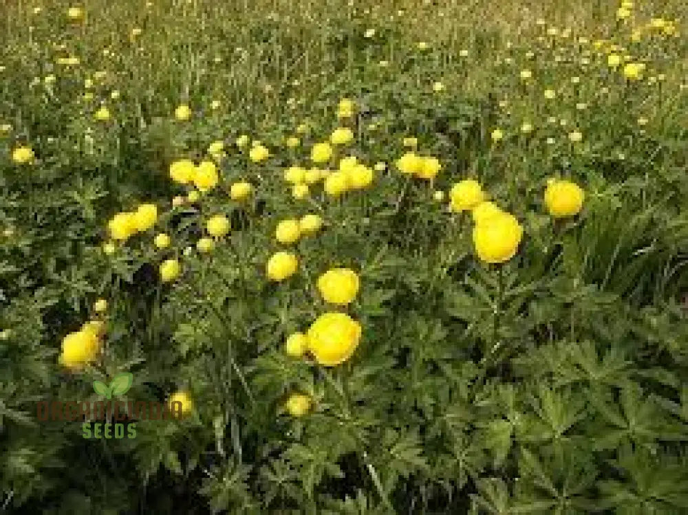 Moist soil globeflower seeds for cottage gardens