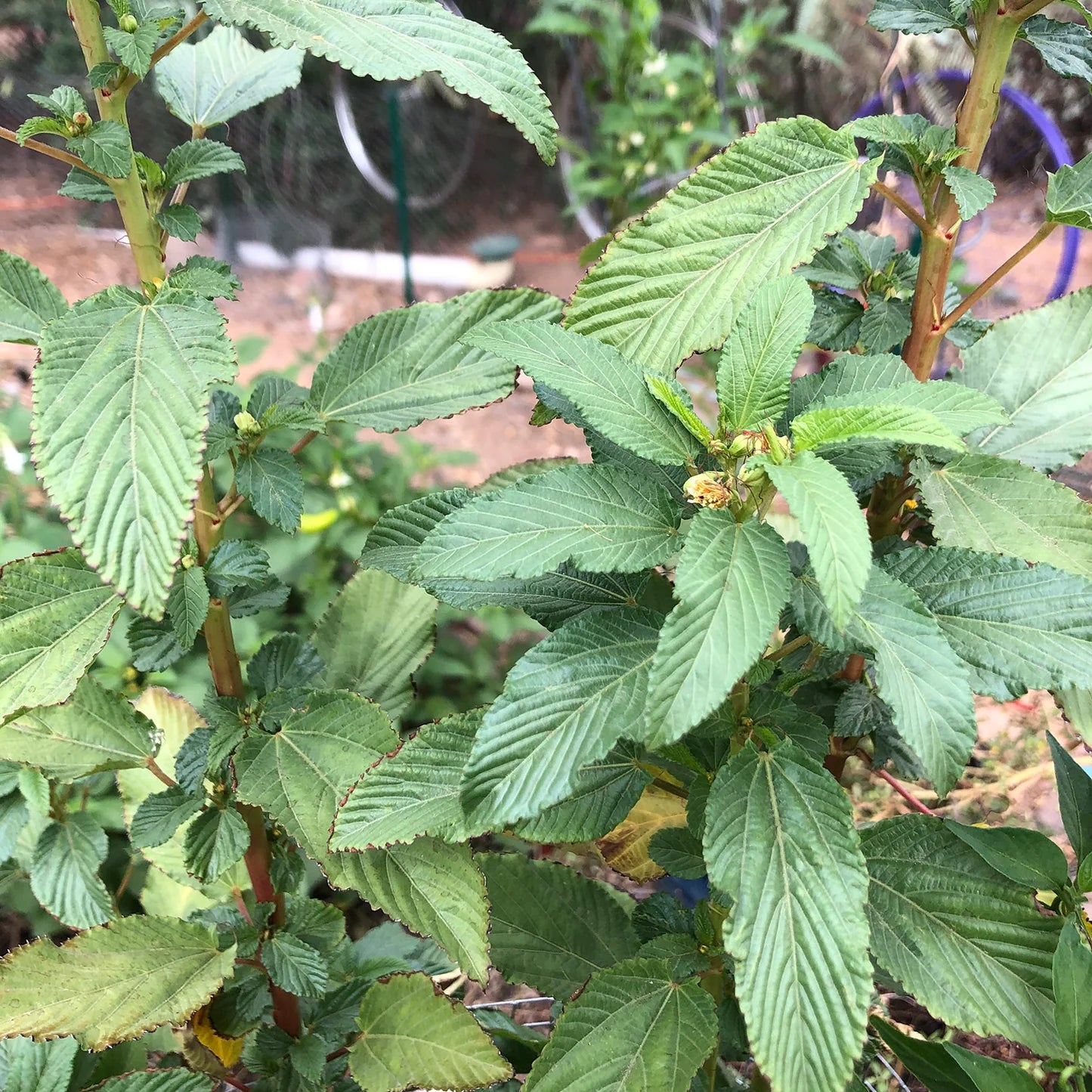 Fresh Molokhia Leaves from Seeds, Nutrient-Rich Leafy Greens for Cooking