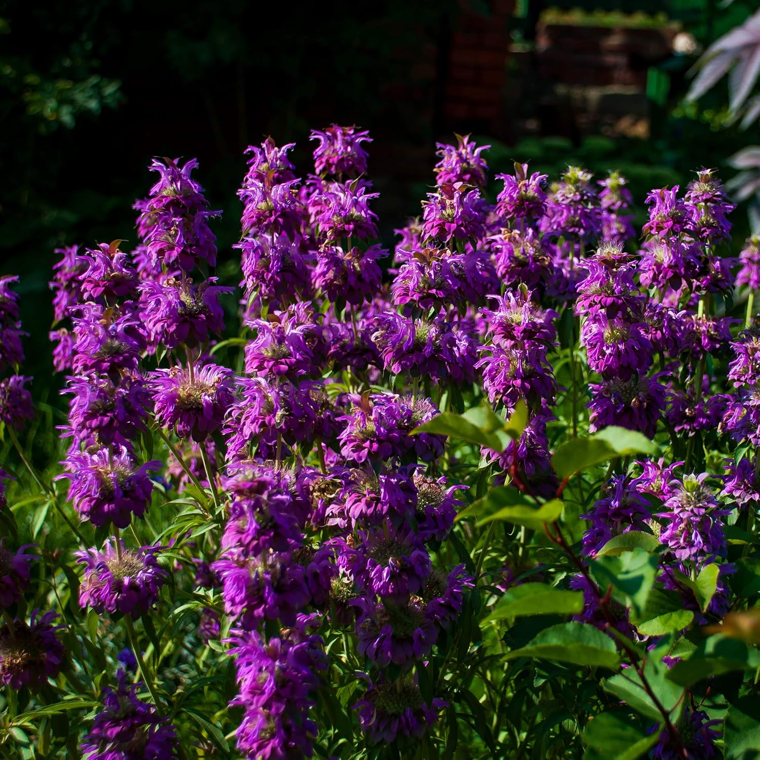 Monarda Flower Seeds for Pollinator-Friendly Home Garden Planting