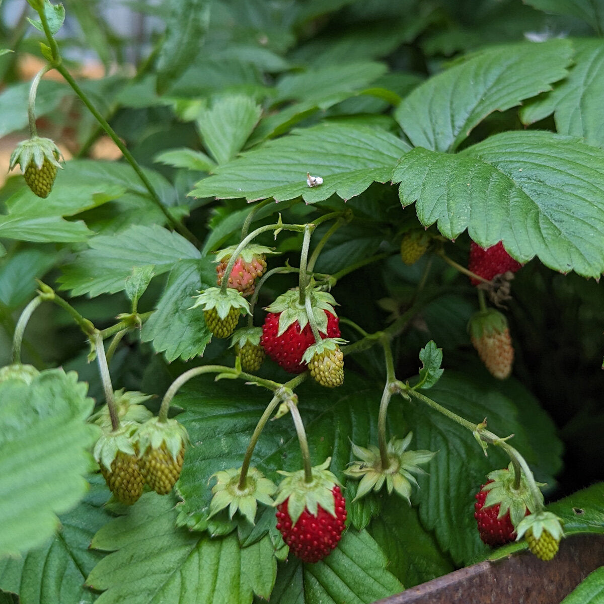 Close-Up of Alpine Strawberries on Plant