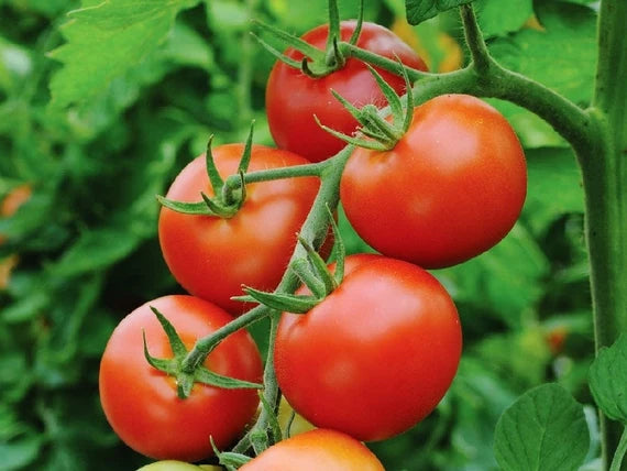 Ripe Moneymaker Tomatoes Heirloom Juicy Red Fruits