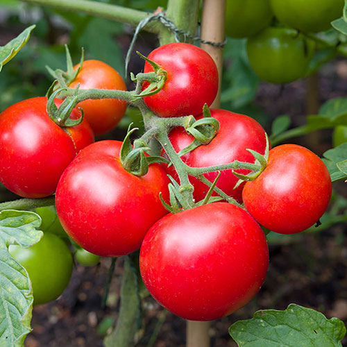 Moneymaker Tomato Seeds Heirloom High-Yield Classic Variety