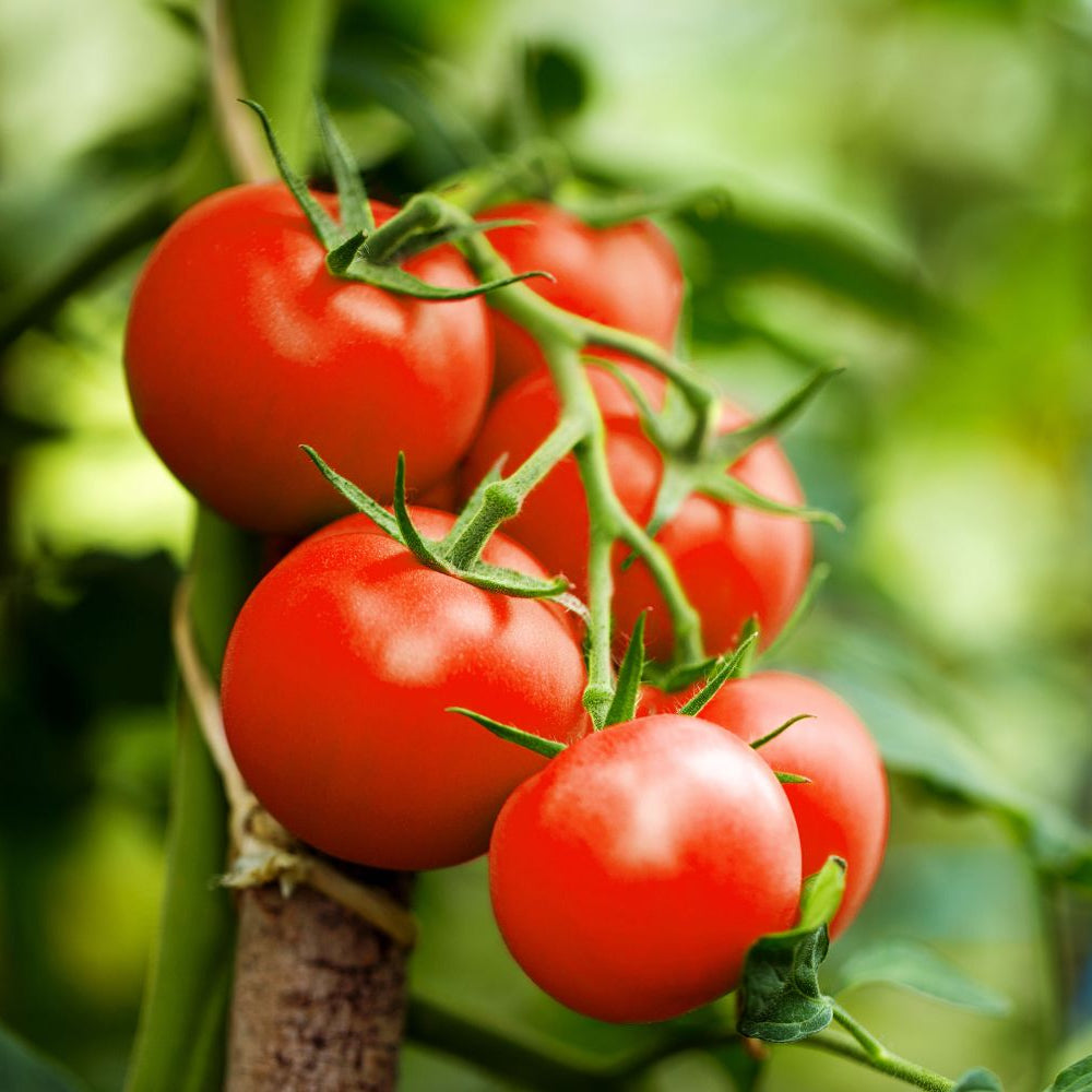 Moneymaker Tomatoes on Vine Heirloom High-Yield Fruits