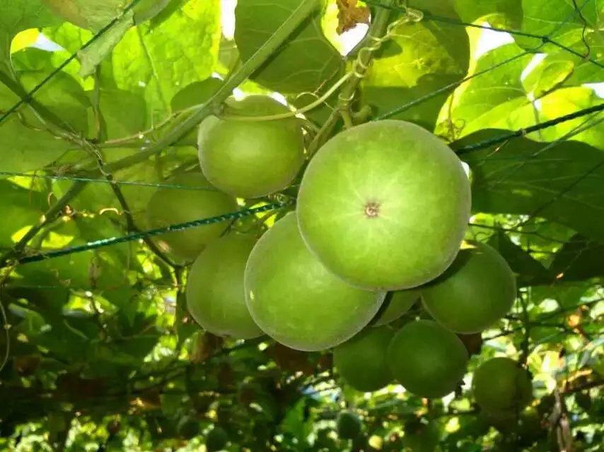 Monk Fruit Vine Seeds for Trellis and Container Gardening