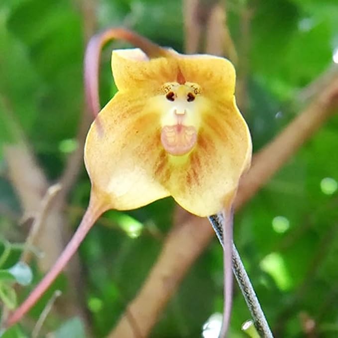 Monkey Face Orchid Seeds Dracula Simia for planting