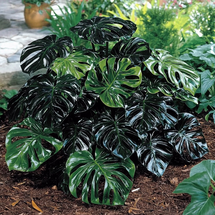 Monstera Peru Seeds Rare Textured Foliage Plant for Growing