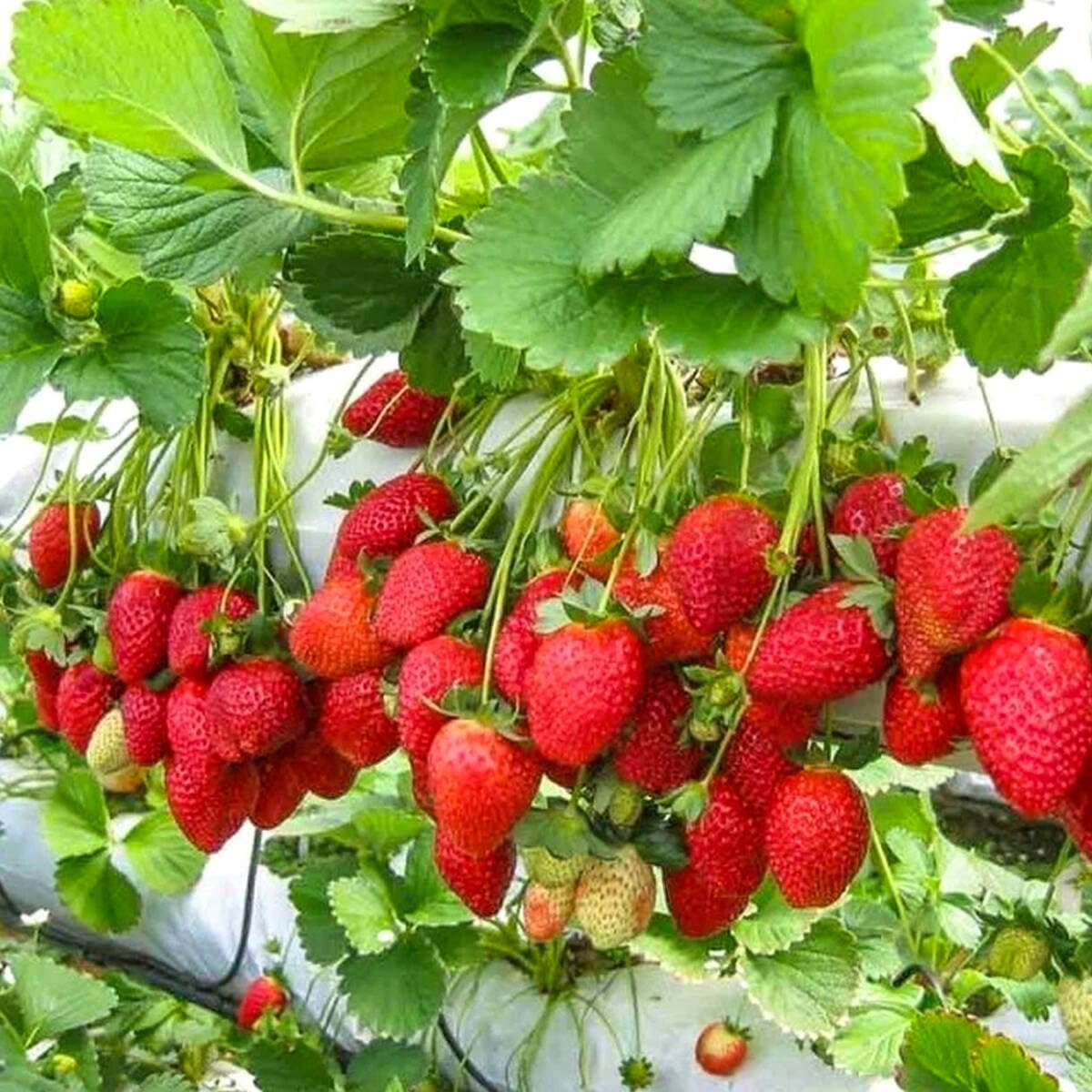 Monterey strawberry seeds for planting everbearing sweet berries