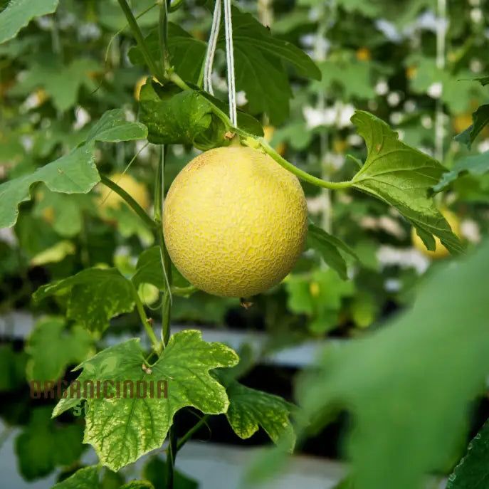Monumental Vines Cultivating Giant Long Muskmelon Fruit Seeds Embark On A Gardening Odyssey Squash