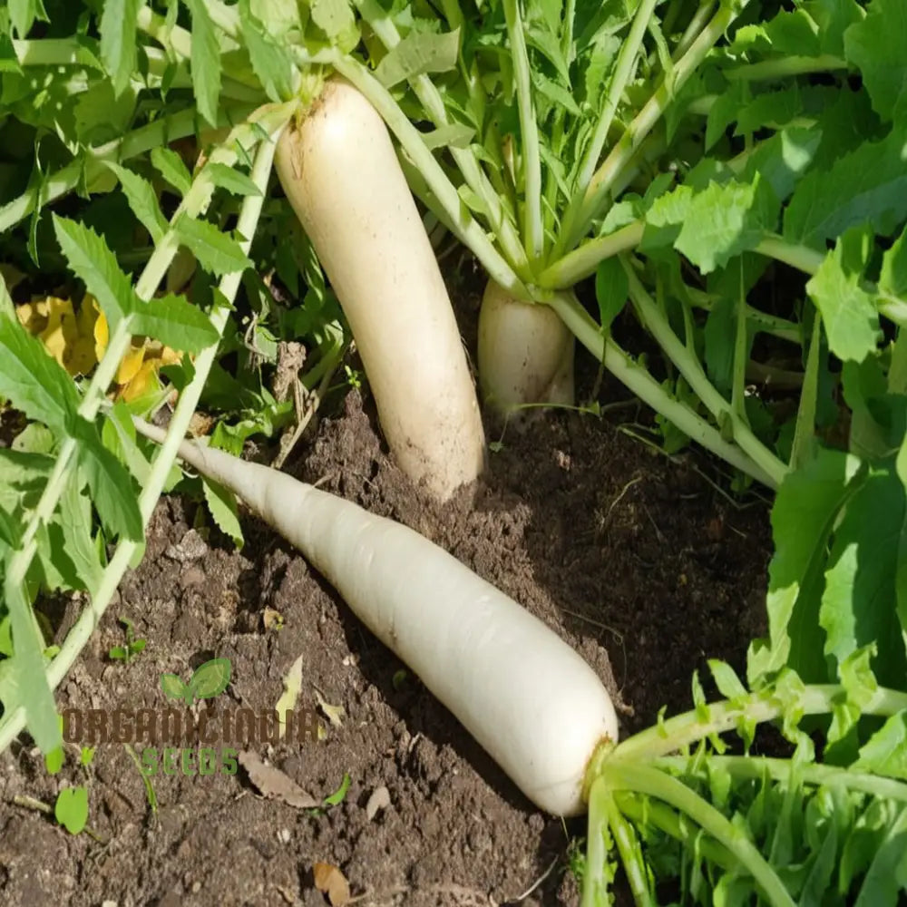Fresh Mooli Minowase Radish Roots from Seeds, Crisp Home Garden Radishes