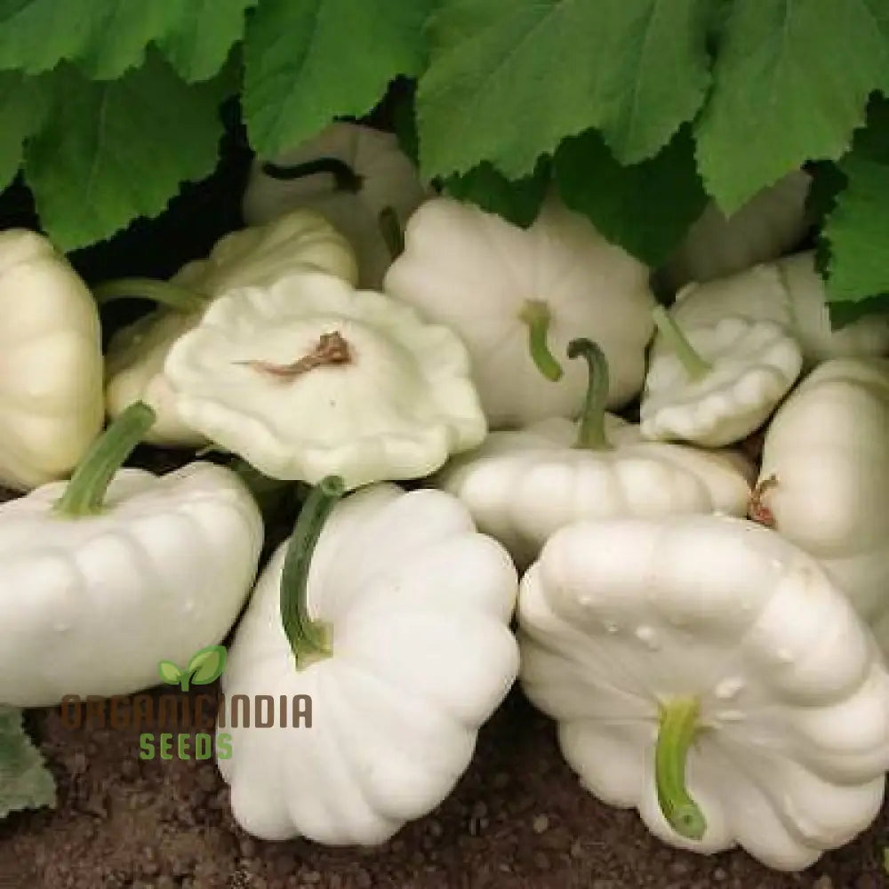 Moonbeam F1 Summer Squash Seeds for Planting, High Yield Hybrid Seeds