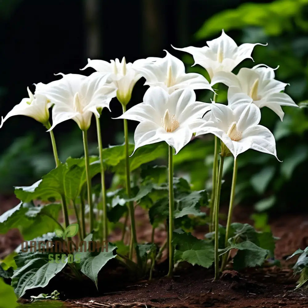 Moonflower Seeds for Planting