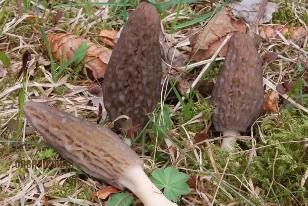 Fresh Morel Mushrooms from Seeds, Tender and Flavorful Gourmet Fungi