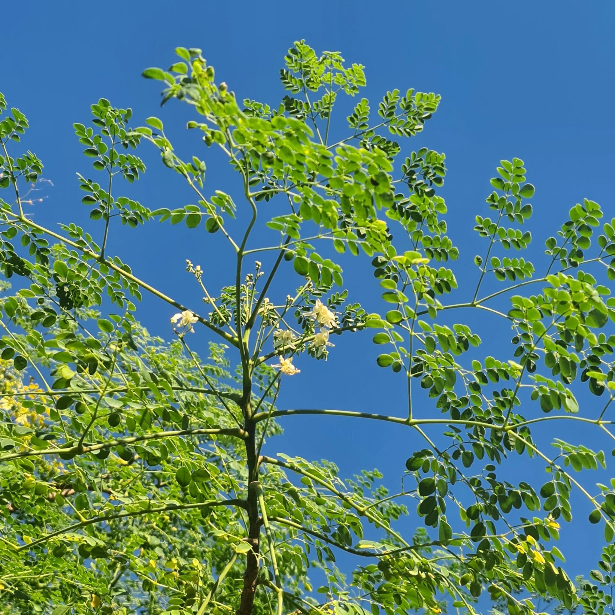 Moringa Seeds Organic PKM1 Variety  Large Size Malunggay, Shobhanjana, Miracle Tree, Drumstick Tree  Non-GMO (10 Pcs)